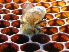 Honeybee on comb